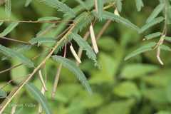 Chamaecrista mimosoides